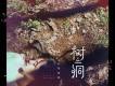 樹洞