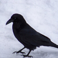 Nevermore圖片照片_Nevermore