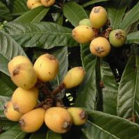 Loquat圖片照片_Loquat