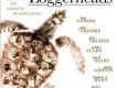 海龜 Loggerheads