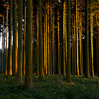 Trees圖片照片_Trees