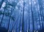 Out There專輯_Yoga TribeOut There最新專輯