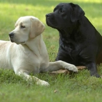 Labrador圖片照片_Labrador