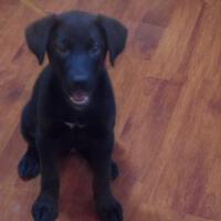 Labrador圖片照片_Labrador