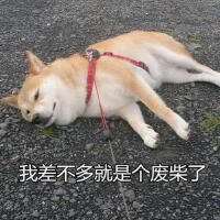 一隻廢柴最新專輯_新專輯大全_專輯列表