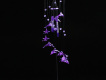 紫色風鈴圖片照片