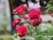 紅薔薇&陳岩圖片照片