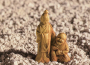 ...And You Will Fear Death Not專輯_Scivias...And You Will Fear Death Not最新專輯