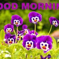 Morning Flower圖片照片_照片寫真