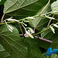 白花水圖片照片_白花水