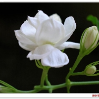 六月茉莉圖片照片_六月茉莉