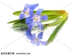 Blue Spring圖片照片