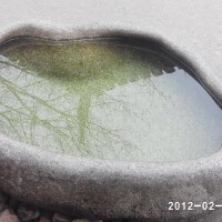 Mickey Huang圖片照片