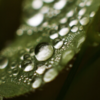Dew圖片照片_Dew