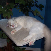 Ragdoll圖片照片_Ragdoll