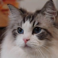 Ragdoll圖片照片_Ragdoll