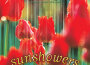 Sunshowers專輯_Dan Gibson's SolSunshowers最新專輯