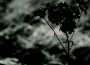 Seven Sorrows專輯_Desiderii MarginisSeven Sorrows最新專輯