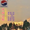 早陽之歌