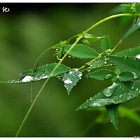 雨的印記圖片照片_雨的印記