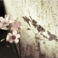 花開不敗圖片照片_花開不敗