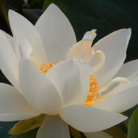 心曲難訴 梵音 漾起心間朵朵蓮花圖片照片_心曲難訴 梵音 漾起心間朵朵蓮花