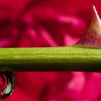 A Thorn For Every He圖片照片_A Thorn For Every He