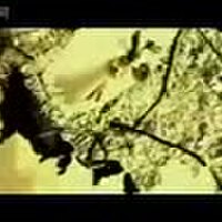H.I.M(His Infernal M圖片照片_H.I.M(His Infernal M