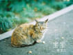 張沫凡歌曲歌詞大全_張沫凡最新歌曲歌詞