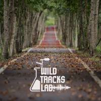 Park Ambience and Neighborhood Background Sounds (Rural Village´s Bike Lane) (Vol.1)