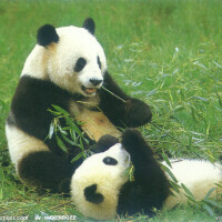 Panda圖片照片_Panda