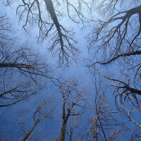 Trees圖片照片_Trees