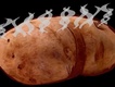 Hot Potato圖片照片