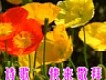 慕迦圖片照片_慕迦