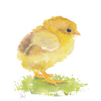 Chick&nbsp;Corea圖片照片_Chick Corea