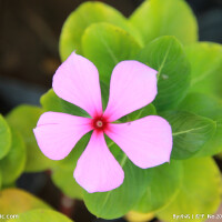 蘭花草圖片照片_蘭花草