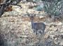 Dik Dik