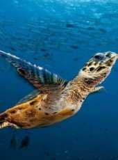 BBC：太平洋深淵線上看_全集高清完整版線上看_分集劇情介紹_好看的電視劇