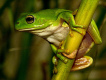 Frog Eyes圖片照片