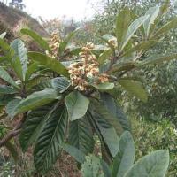 Folium圖片照片_Folium