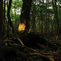 樹海圖片照片_樹海