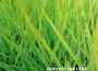Homerecordings專輯_Tessa RainHomerecordings最新專輯