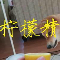 拯救世界的狗子歌曲歌詞大全_拯救世界的狗子最新歌曲歌詞
