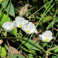 白花水圖片照片_白花水