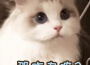 Vc歌曲歌詞大全_Vc最新歌曲歌詞