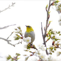 風·月·花·鳥圖片照片_風·月·花·鳥