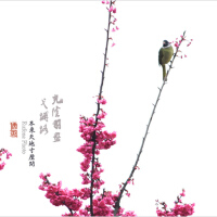 風·月·花·鳥圖片照片_風·月·花·鳥