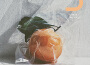 CITRUS -Special Edition-專輯_Da-iCECITRUS -Special Edition-最新專輯