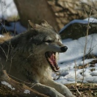Wolfshade圖片照片_Wolfshade