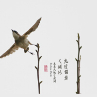 風·月·花·鳥圖片照片_風·月·花·鳥